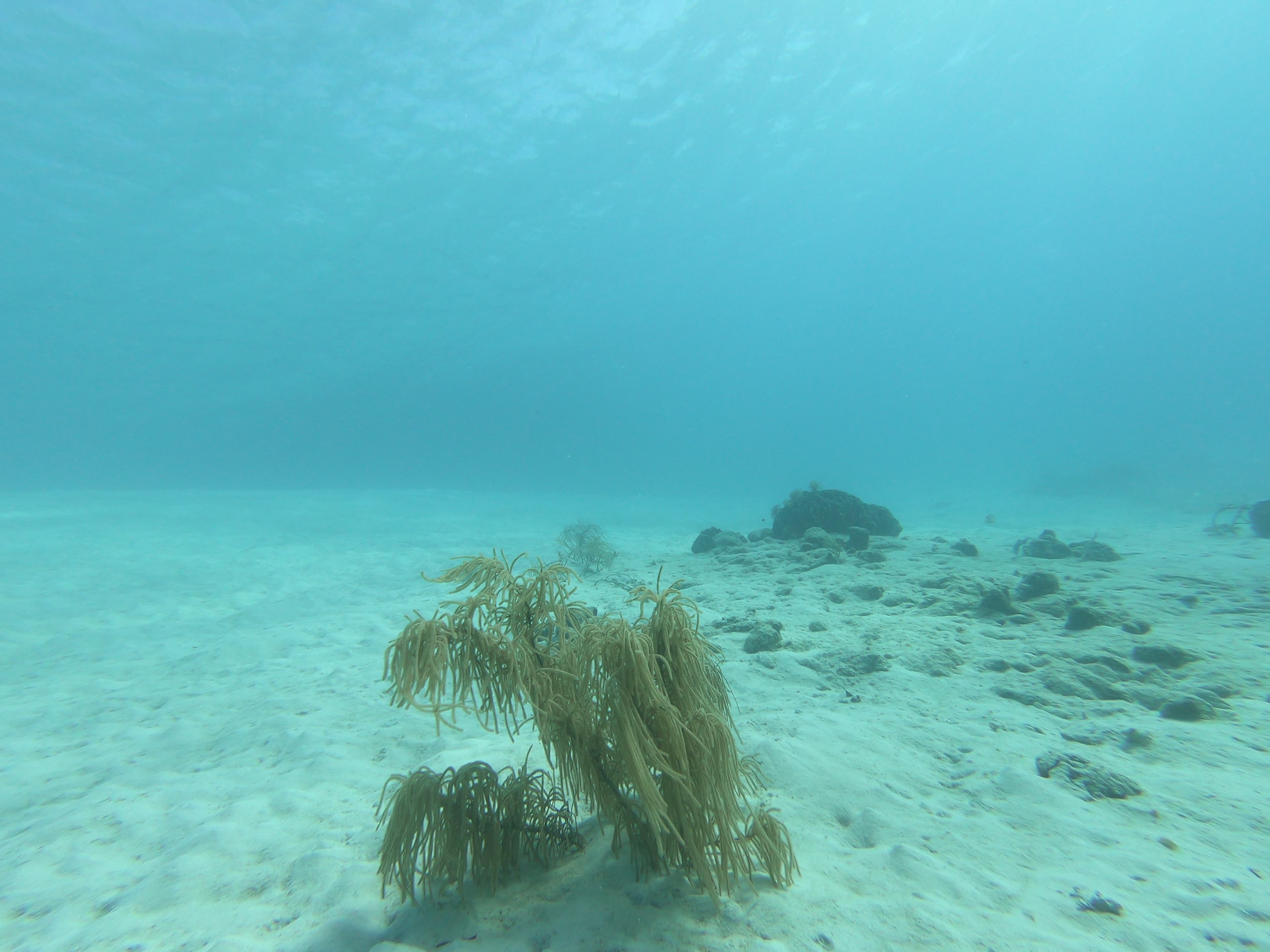 Underwater marine life